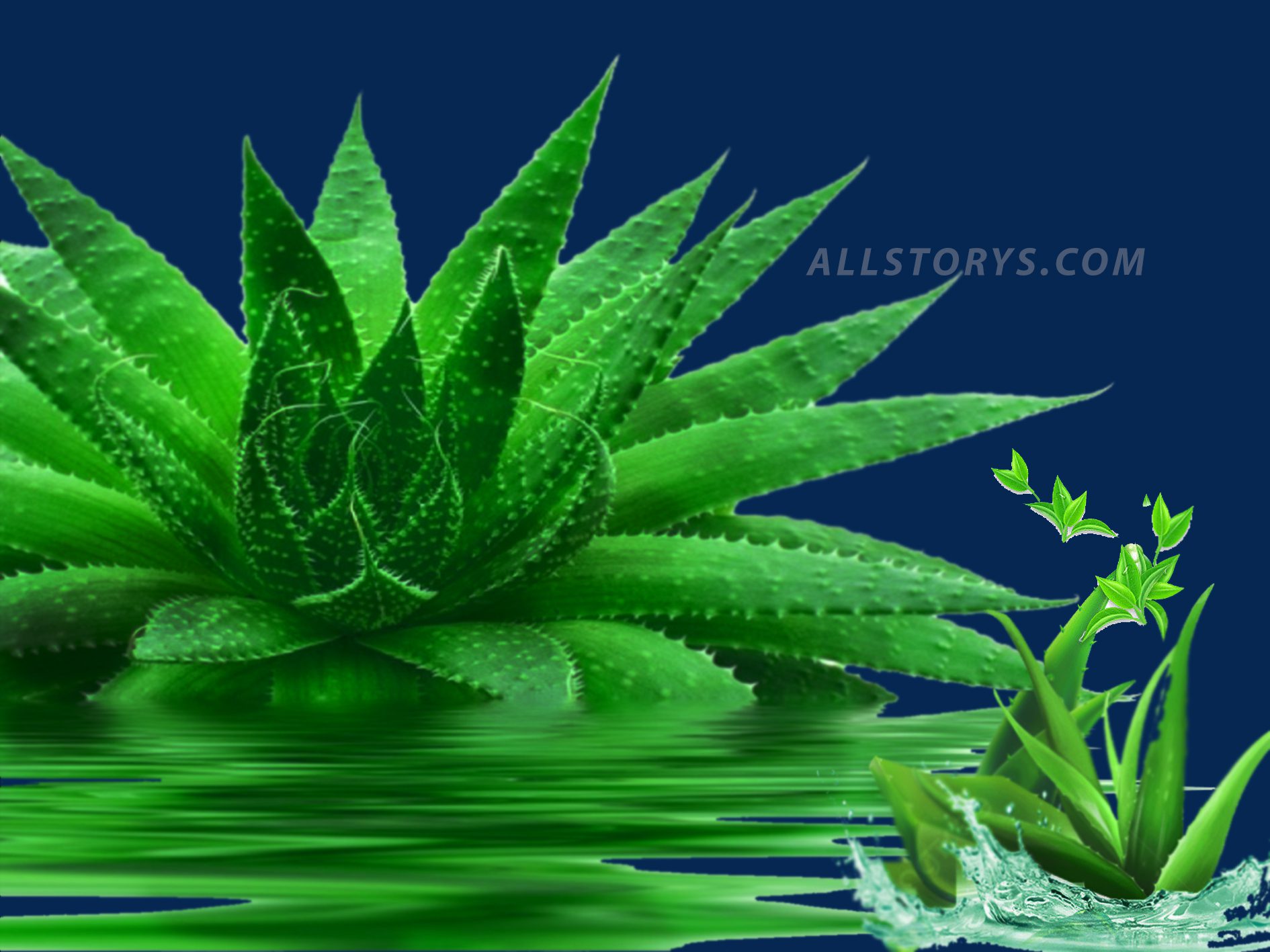 10 benefits of aloe vera