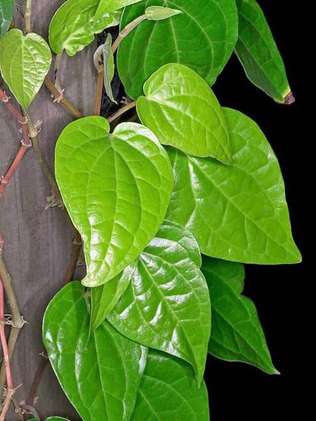 5 benefits of betel leaf